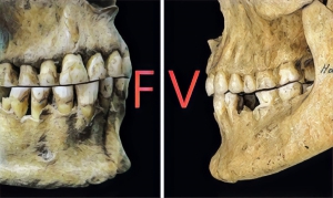 人類到新石器時代才能罵出「F」音？