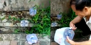 荃灣男女街頭放生小強：家中太多殺不了