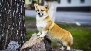 新紮師兄哥基犬 有望莫斯科行必