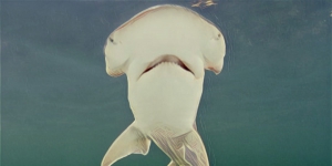 顛覆掠食者形象？科學家確認世界上第一種雜食性鯊魚