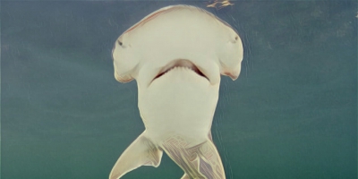 顛覆掠食者形象？科學家確認世界上第一種雜食性鯊魚