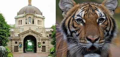 紐約動物園有老虎確診新冠肺炎 疑被員工傳染