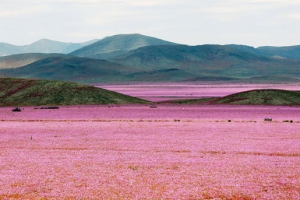【旅遊】特殊氣候現象 南美沙漠變花海