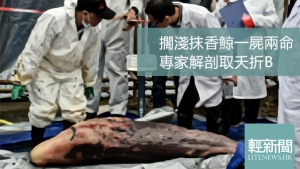 擱淺抹香鯨一屍兩命 專家解剖取夭折B