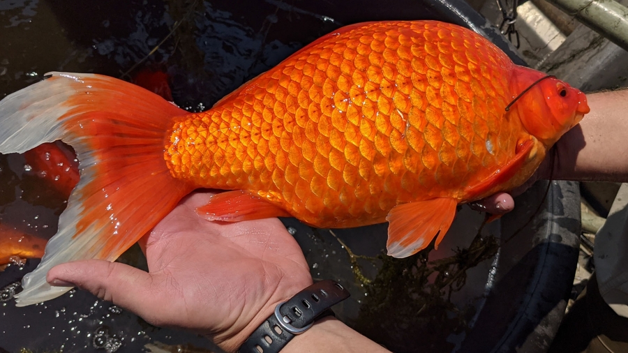 美國金魚放生後變「巨無霸」影響生態 當局促停止