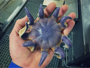 俄漁民上載罕見深海魚照：千奇百怪似外星生物