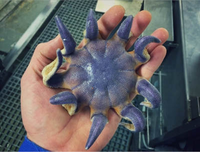 俄漁民上載罕見深海魚照：千奇百怪似外星生物