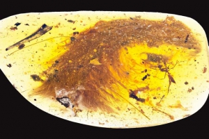 纖毛畢現！科學家首度發現「新鮮」恐龍標本