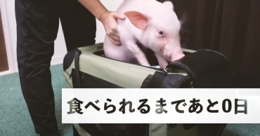 百萬人觀看的食育課？日本「100天後吃的豬」迎來結局