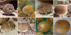 食物動物有幾相似？Twitter網友話你知！