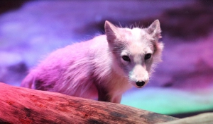 【海洋公園&middot;親親動物月】北極狐遭走私來港 樹懶放屁好臭
