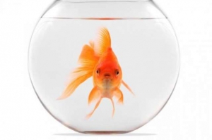 孤單是虐待！瑞士規定只養一隻金魚是犯法
