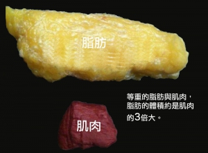 減肥必看！體脂的秘密在這裡