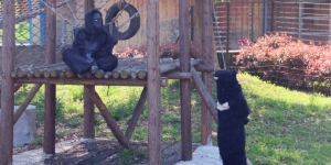 江蘇動物園愚人節揾員工扮動物 遊客：太過分！