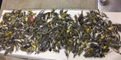 被玻璃幕牆騙倒、燈光吸引 美國每年10億雀鳥「撞樓而亡」