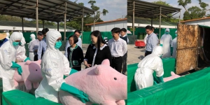 食衞局防豬瘟搵「粉紅豬仔」演習&nbsp;網民：有無得領養？