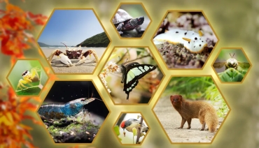 研究：第六次生物大滅絕是現在進行式　元凶是人類