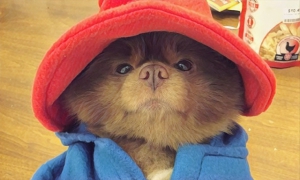 柏靈頓熊的現實版是博美犬？