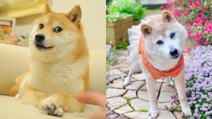 著名網絡迷因柴犬Doge逝世  終年18歲