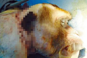 哈爾濱醫科大學者成功移植猴腦：換人腦不是夢