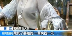 旅店環境差蚊子多 負責人：「是寵物 殺一隻賠一舊水」