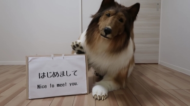 夢想做狗：日男花 10 萬化身牧羊犬拍片吸金