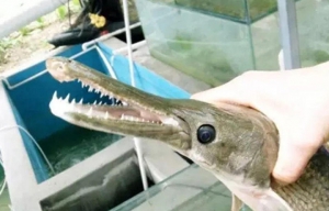 江門捕獲鱷頭鱔尾怪魚