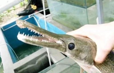 江門捕獲鱷頭鱔尾怪魚