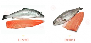 為做生意自降標準？內地水產團標將虹鱒列為三文魚