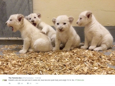 多倫多動物園罕見白獅寶寶 萌翻網友（有片）