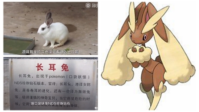河北動物園有「寵物小精靈」睇？「長耳兔」標註「捲捲耳」進化型