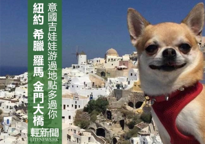 意國吉娃娃或成全球遊歷國家最多狗狗