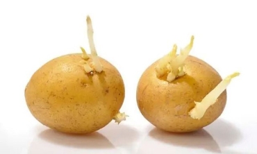 【博評】Shut the Fake Up：台美貿易協定下的食安缺口？「發芽馬鈴薯」爭議