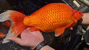 美國金魚放生後變「巨無霸」影響生態 當局促停止