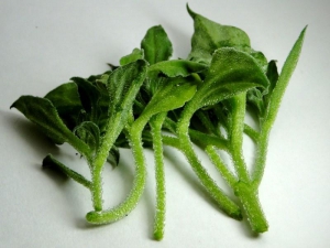 【飲食】水晶冰菜涼拌珍品