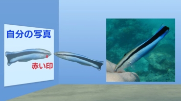 裂唇魚認得自己樣子？日研究首證有魚類通過鏡子測試