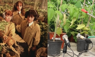 植物受威脅會「尖叫」？新研究有望助益農技發展