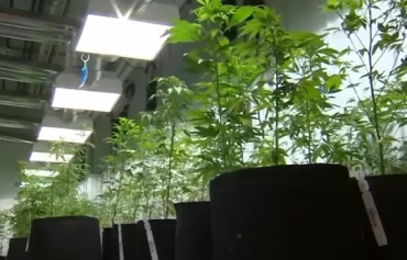 【博評】William﹕ 由北美兩則新聞看大麻合法化難止貽禍