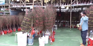 復售年花被批朝令夕改 劉利群：新安排是合理平衡