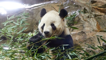 中美「熊貓外交」結束？旅美英大熊貓明年底將送返中國