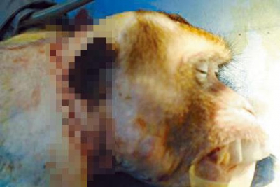 哈爾濱醫科大學者成功移植猴腦：換人腦不是夢