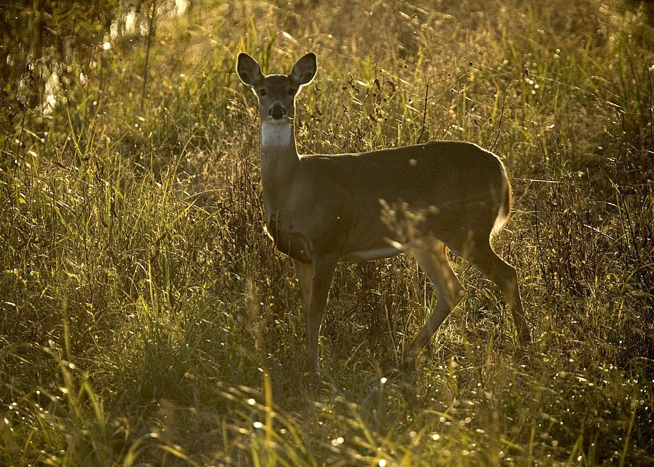 1280px White tailed doe odocoileus virginianus standing alertly in low brush and looking