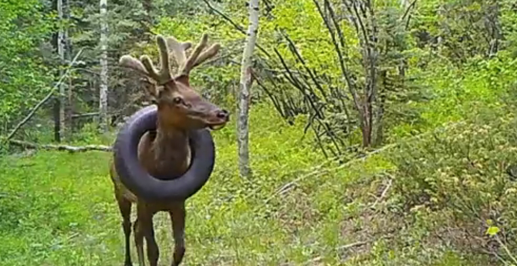COVER DEER 20211013