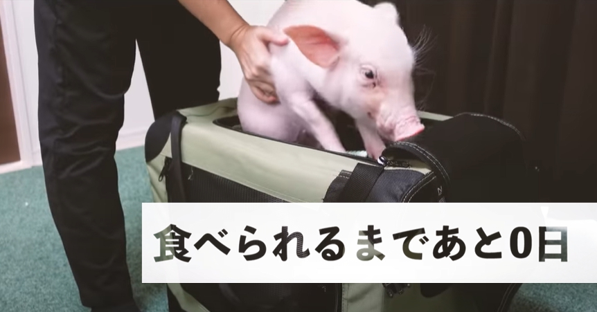 COVER PIG 20210902