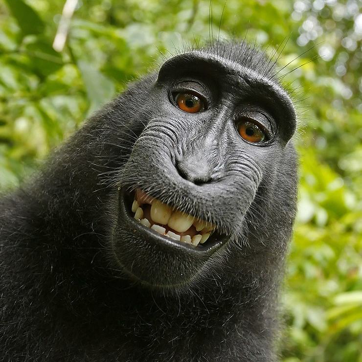 PIC BY A WILD MONKEY / DAVID SLATER / CATERS NEWS - (PICTURED: One of the photos that the monkey took with Davids camera. 1 of 2: This photo was the original photo the monkey took) - The photographer behind the famous monkey selfie picture is threatening to take legal action against Wikimedia after they refused to remove his picture because ‘the monkey took it’. David Slater, from Coleford, Gloucestershire, was taking photos of macaques on the Indonesian island of Sulawesi in 2011 when the animals began to investigate his equipment. A black crested macaque appeared to be checking out its appearance in the lens and it wasn’t long before it hijacked the camera and began snapping away. SEE CATERS COPY.