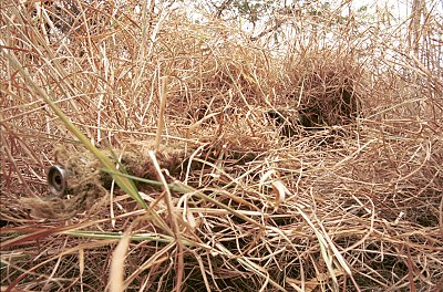 400px Camouflaged sniper