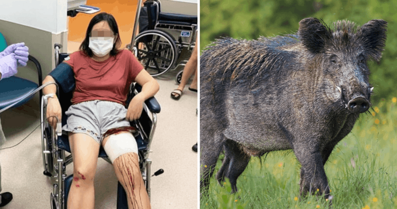 wild boar attack 1 min