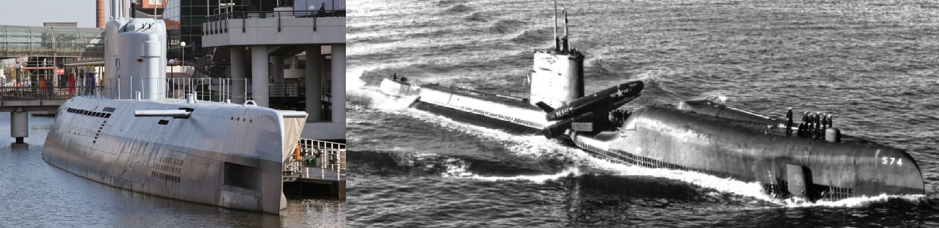 Grayback regulus