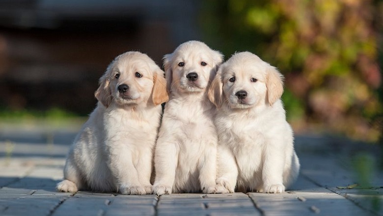things to consider before getting a pet